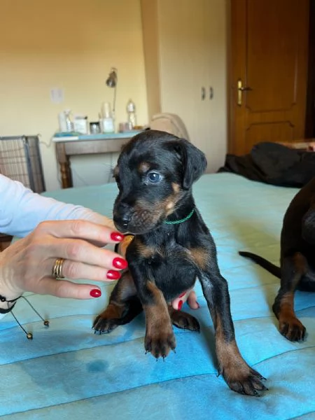 Cucciole dobermann in vendita  | Foto 8