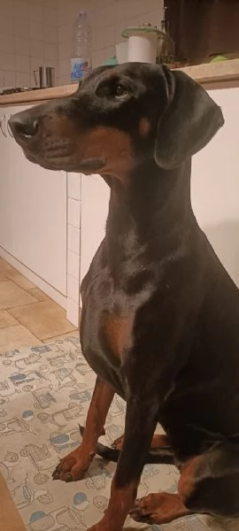 Cucciole dobermann in vendita  | Foto 4