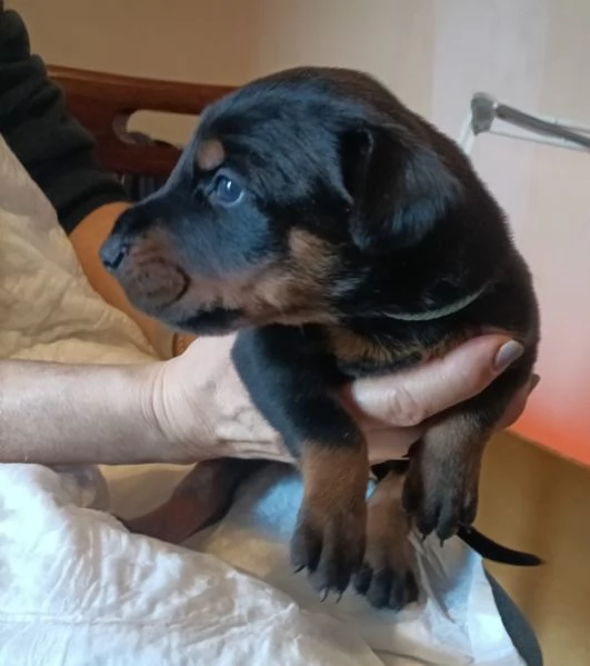 Cuccioli dobermann in vendita  | Foto 3