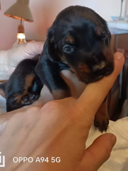 Cuccioli dobermann in vendita  | Foto 1