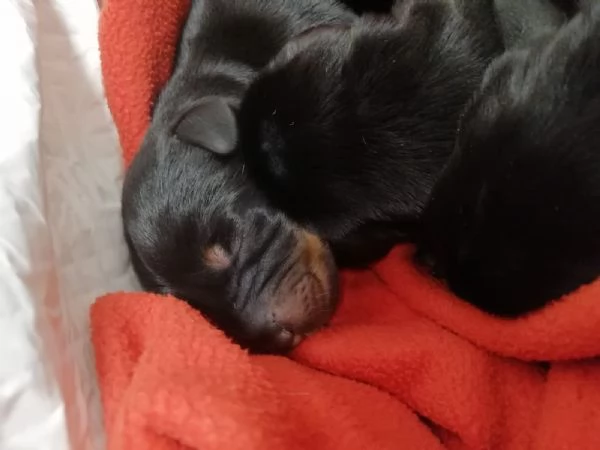 Cuccioli dobermann in vendita  | Foto 0