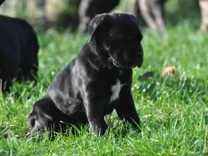 Una femmina di Cane Corso da riservare