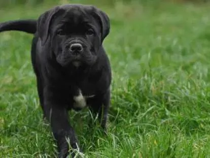 Una femmina di Cane Corso da riservare | Foto 2