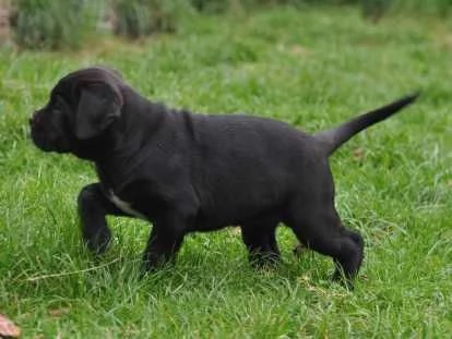 Una femmina di Cane Corso da riservare | Foto 1