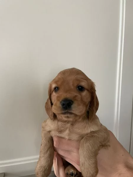 Cuccioli di cocker  | Foto 0