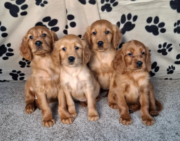 splendidi cuccioli golden retrivr