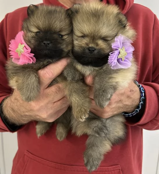 “Spitz nano Pomerania