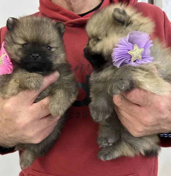 “Spitz nano Pomerania | Foto 4