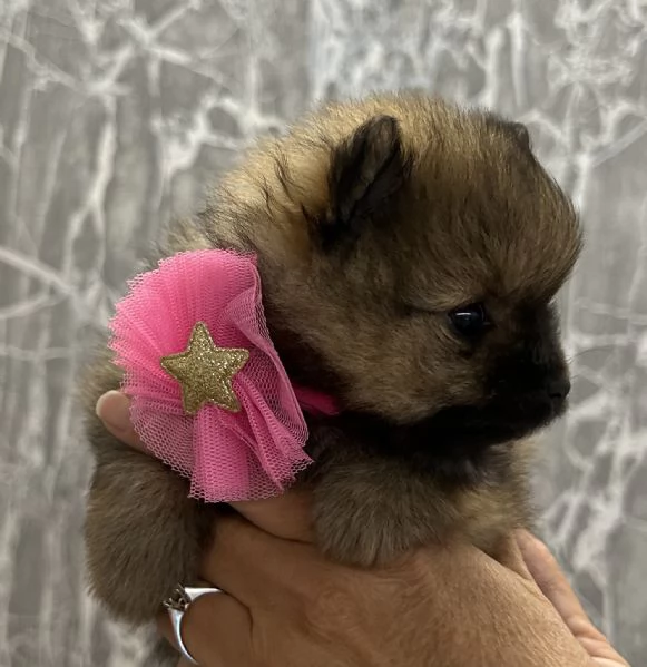 “Spitz nano Pomerania | Foto 3