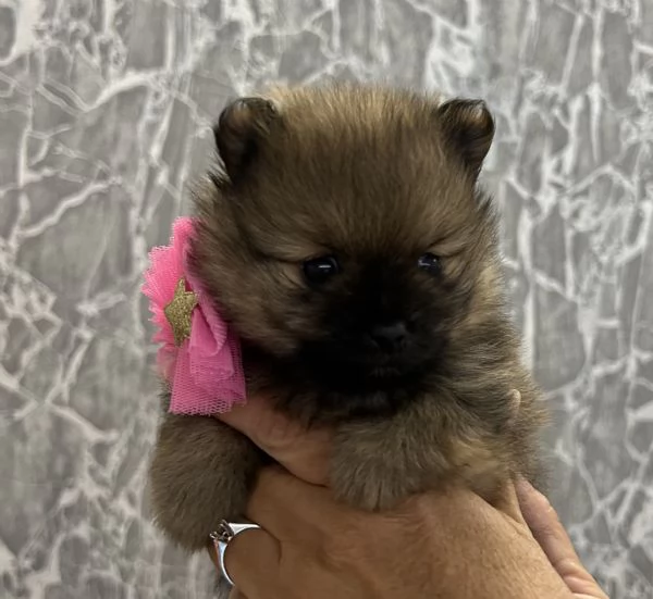 “Spitz nano Pomerania | Foto 2