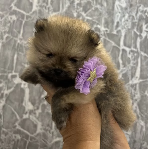 “Spitz nano Pomerania | Foto 1