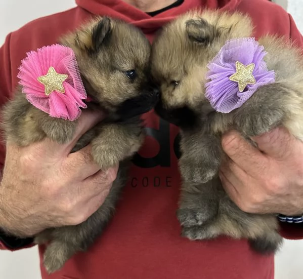 “Spitz nano Pomerania | Foto 0