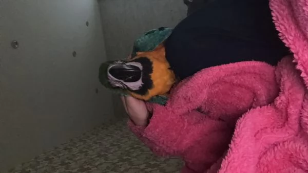 Ara arauna 4 mesi inregola con documenti 