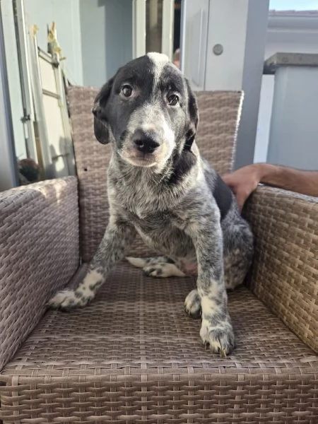 Cucciolo meticcio  | Foto 0