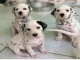 Cuccioli di Dalmata gratuiti
