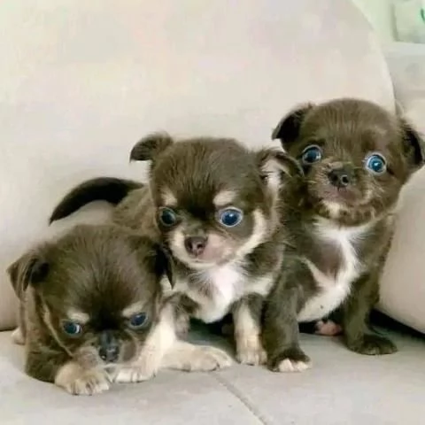 Regalo de Cachorros Chihuahua