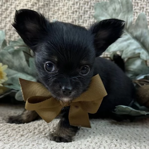  Chihuahua toy(cuccioli maschio e femmina) | Foto 1