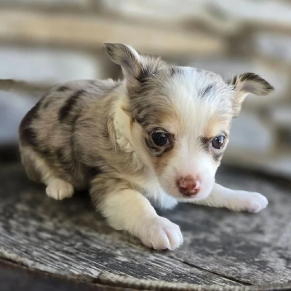  Chihuahua toy(cuccioli maschio e femmina) | Foto 0