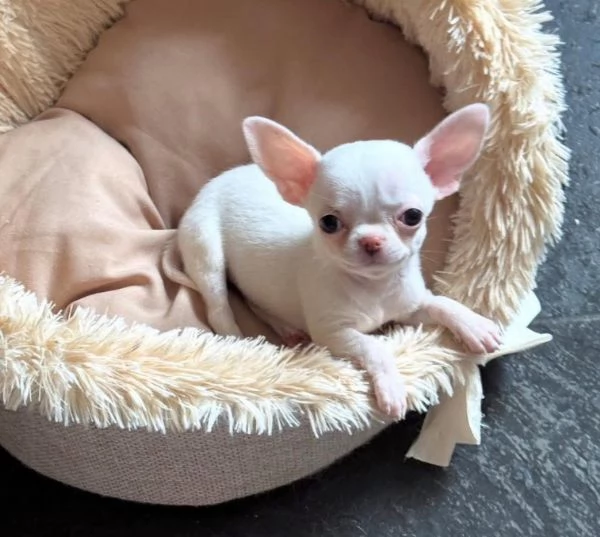  Chihuahua toy(cuccioli maschio e femmina)