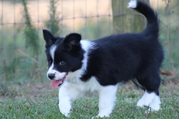 Border Collie (cuccioli maschio e femmina)