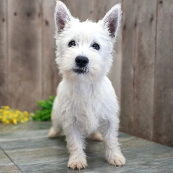 West Highland White Terrier (cuccioli maschio e femmina)
