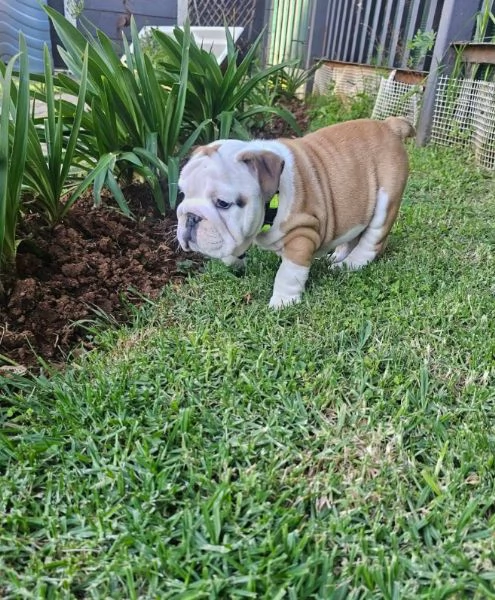 Bulldog Inglese (cuccioli maschio e femmina) | Foto 1
