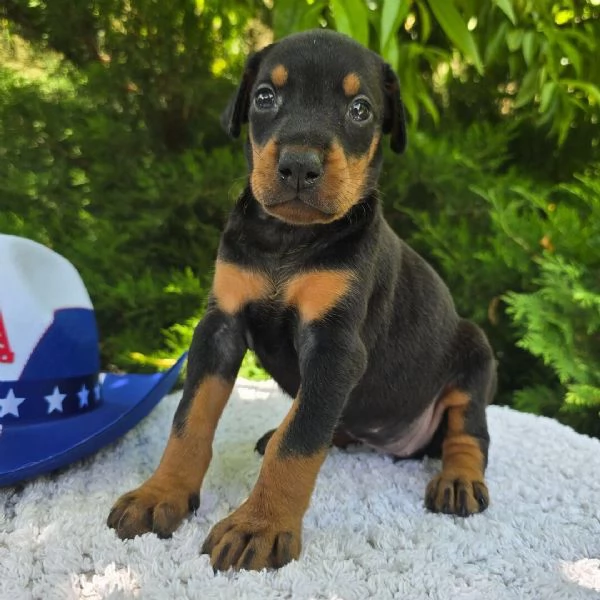 Dobermann (cuccioli maschio e femmina)