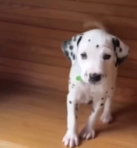 Dalmata (cuccioli maschio e femmina) | Foto 0