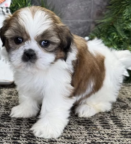Shih Tzu Mini Toy (cuccioli maschio e femmina) | Foto 0