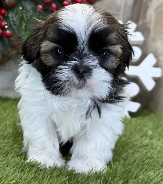 Shih Tzu Mini Toy (cuccioli maschio e femmina)