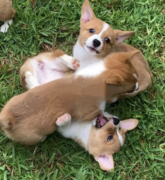 Welsh Corgi (cuccioli maschio e femmina) | Foto 1