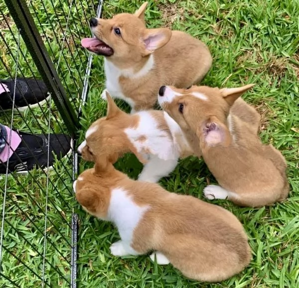 Welsh Corgi (cuccioli maschio e femmina) | Foto 0