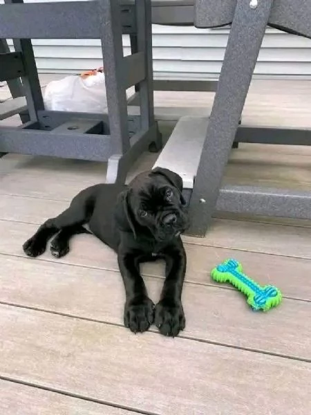  Cane Corso (cuccioli maschio e femmina)
