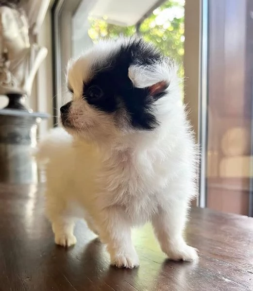 Splitz Pomeranian (cuccioli maschio e femmina) | Foto 0