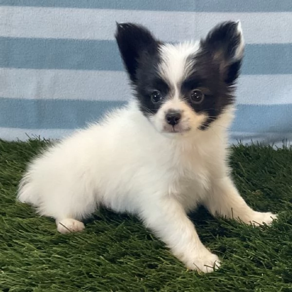  Papillon (cuccioli maschio e femmina) | Foto 0