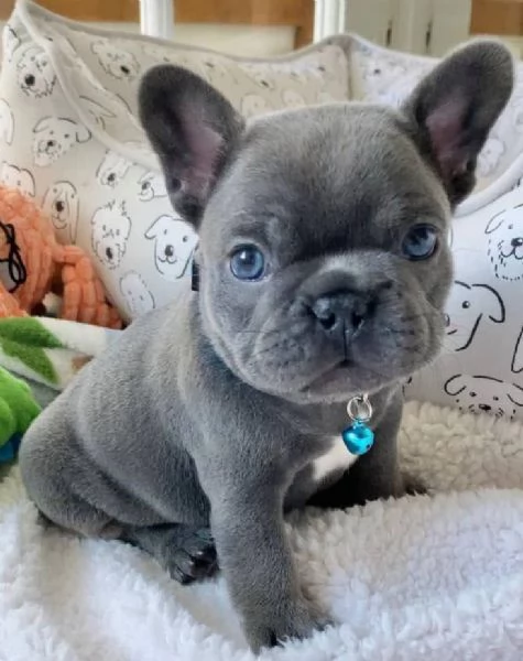 Bulldog Francese (cuccioli maschio e femmina | Foto 1