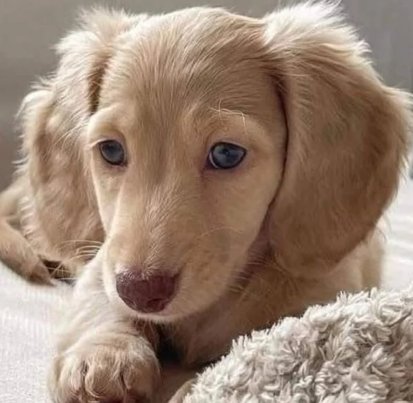 Bassotto (cuccioli maschio e femmina)