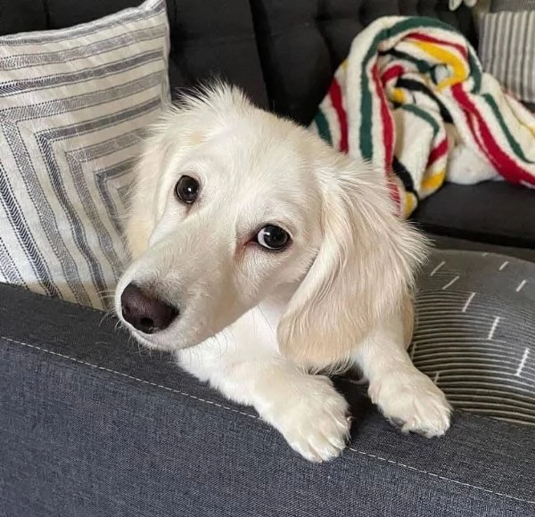 Bassotto (cuccioli maschio e femmina)  “Disponibili splendidi cuccioli di bassotto, maschio e femmin | Foto 1