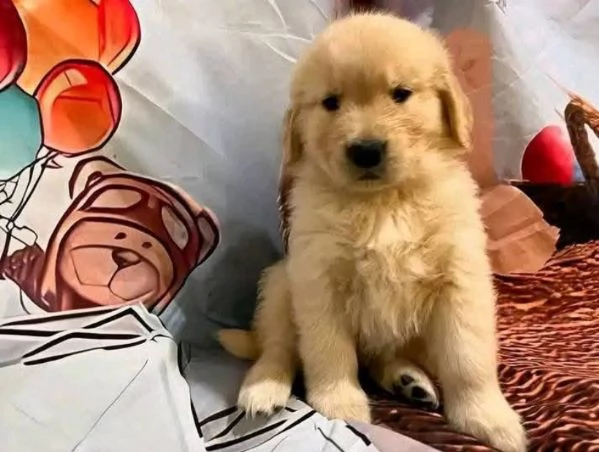 Golden Retriever (cuccioli maschio e femmina) | Foto 0