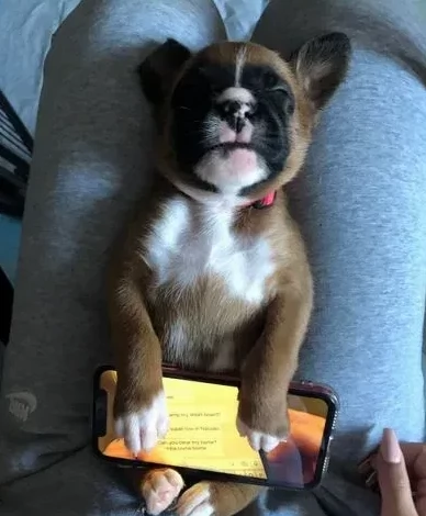 Adorabili cuccioli di Boxer | Foto 0