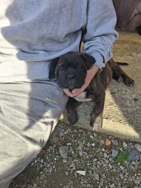 Vendo cuccioli  | Foto 3