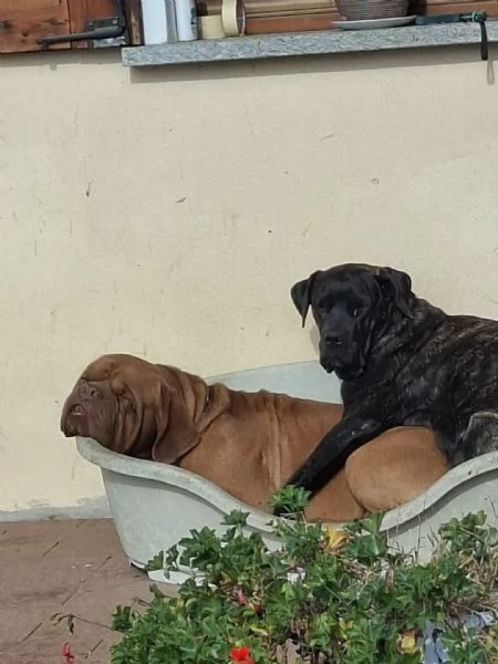 Vendo cuccioli  | Foto 2