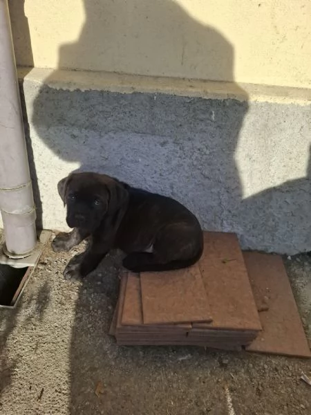 Vendo cuccioli  | Foto 1