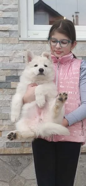 Pastore Svizzero Bianco – Cuccioli | Foto 4