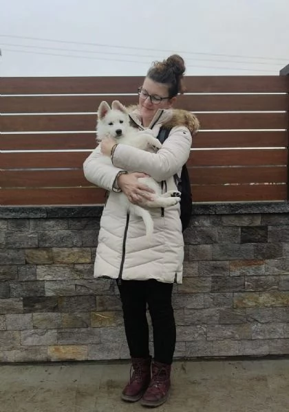 Pastore Svizzero Bianco – Cuccioli | Foto 0