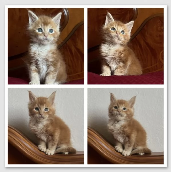 Maine Coon cuccioli | Foto 1