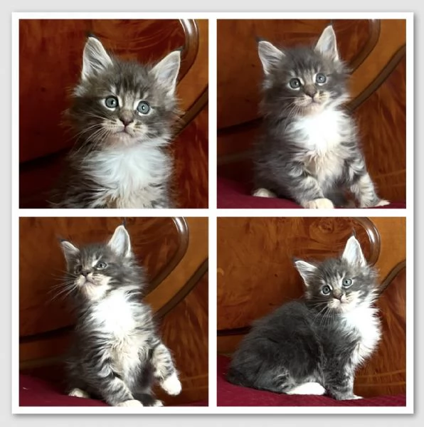Maine Coon cuccioli | Foto 0