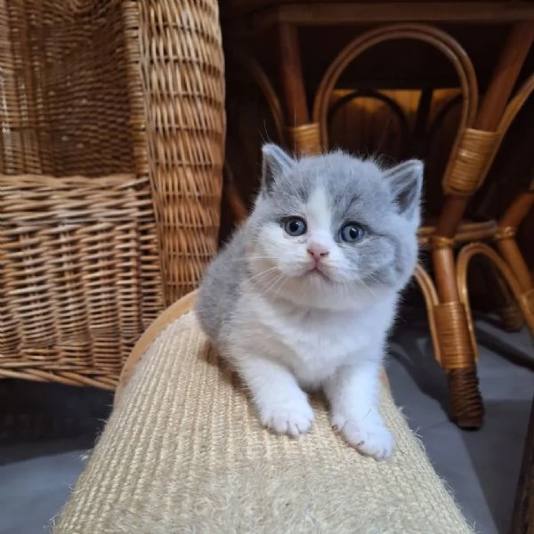 Cuccioli British Shorthair | Foto 0