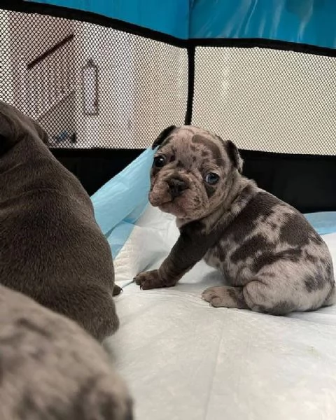 regalo Bouledogue Francese disponibili..