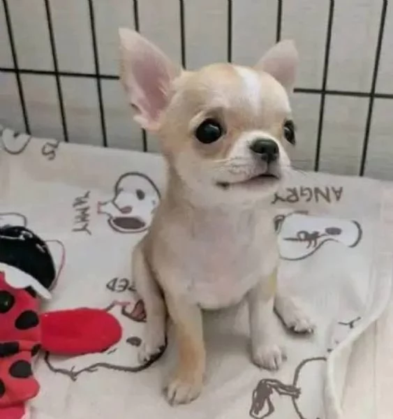 regalo Chichuahua Cuccioli maschi e femmine 